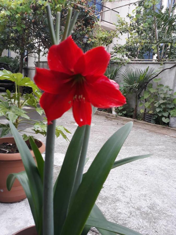 Magnolia Hotel Agmashenebeli Kobuleti Exterior foto